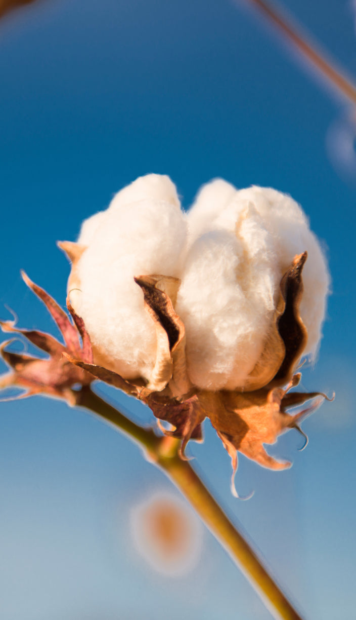 Cotton