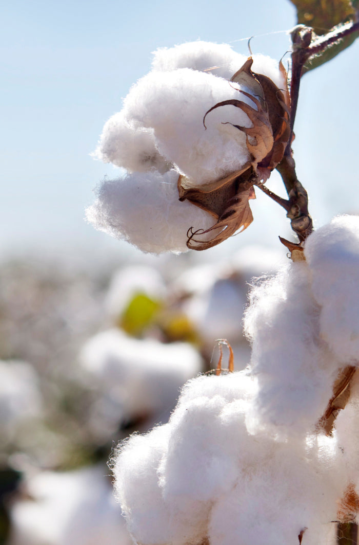 Regeneratively Grown Cotton