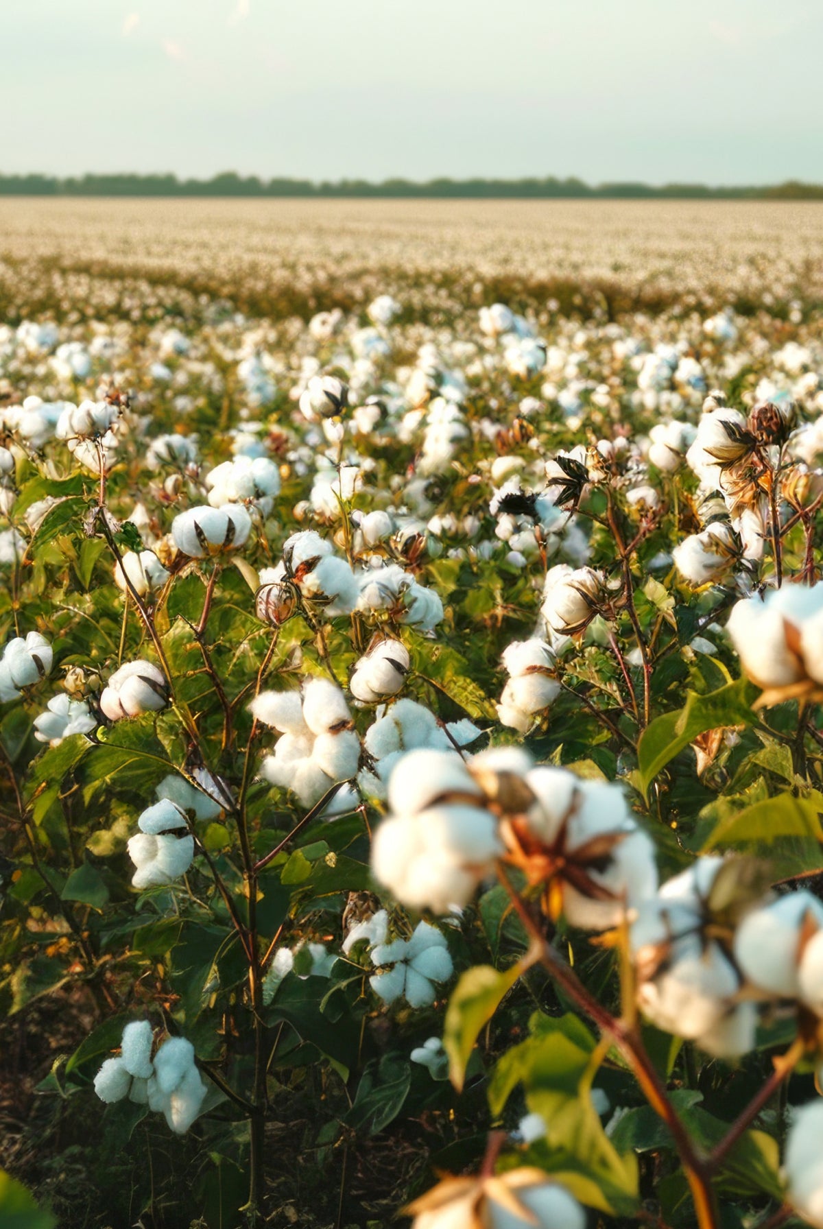 U.S. Cotton Trust Protocol