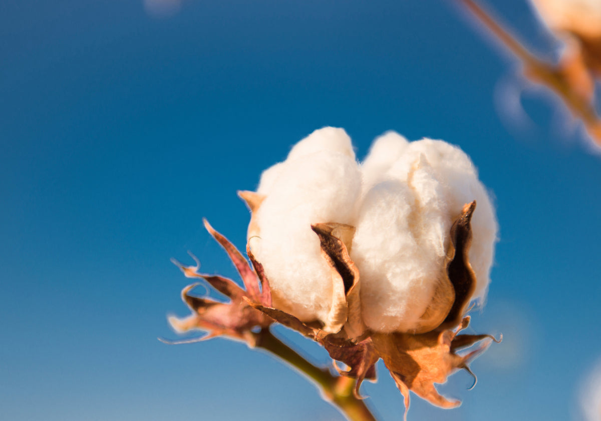 Cotton