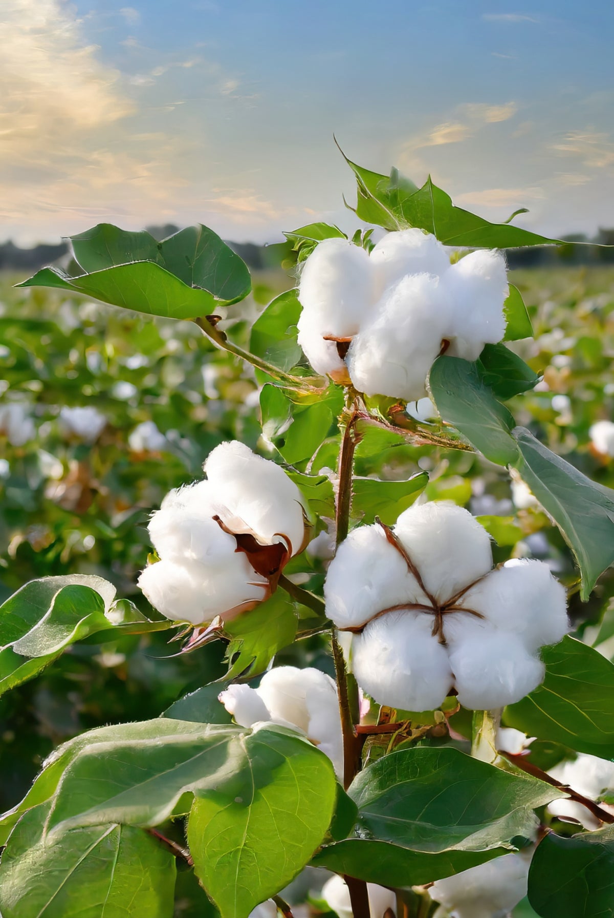 Organically Grown Cotton