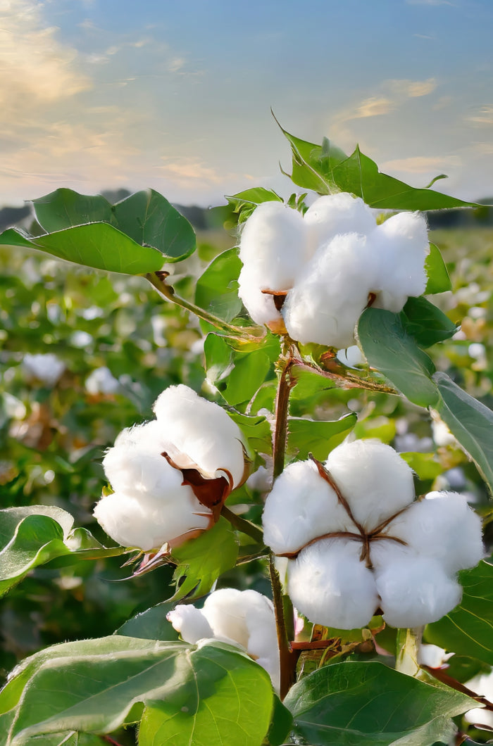 Organically Grown Cotton