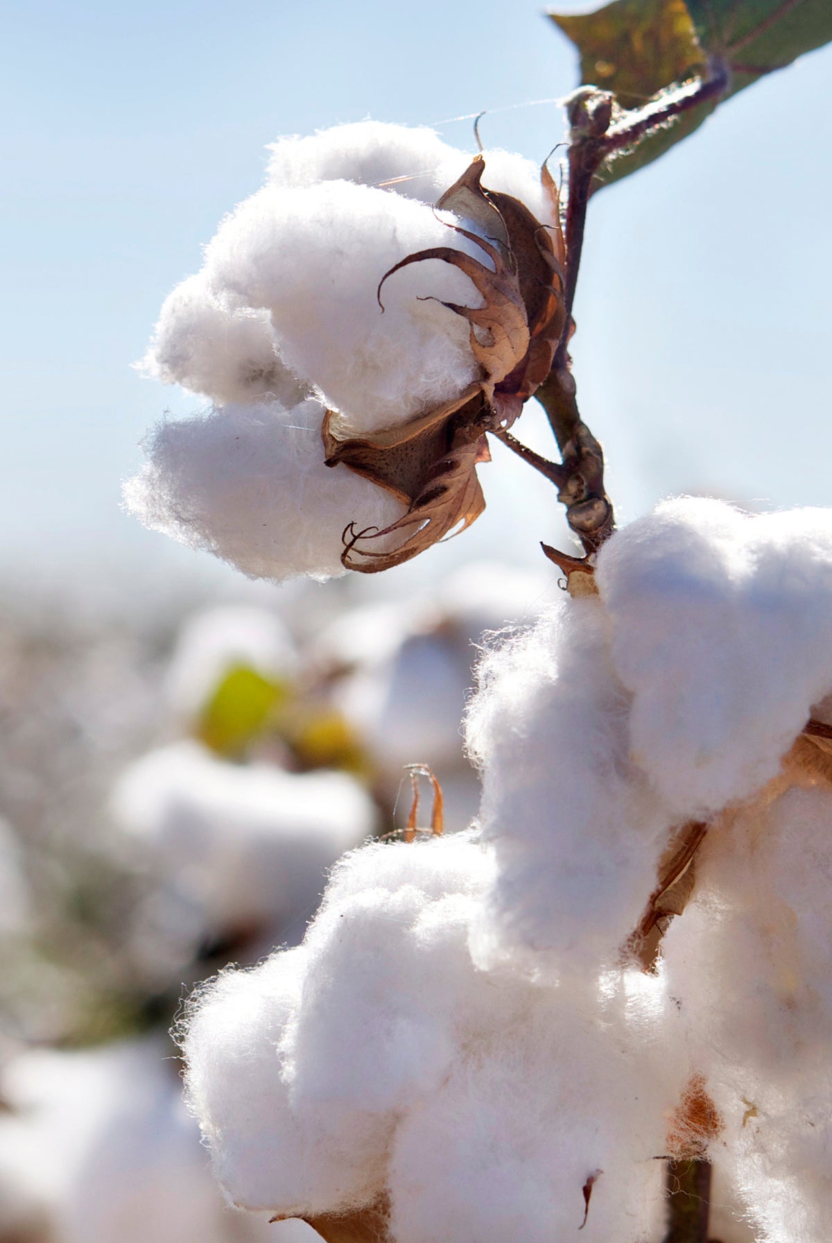 Regeneratively Grown Cotton