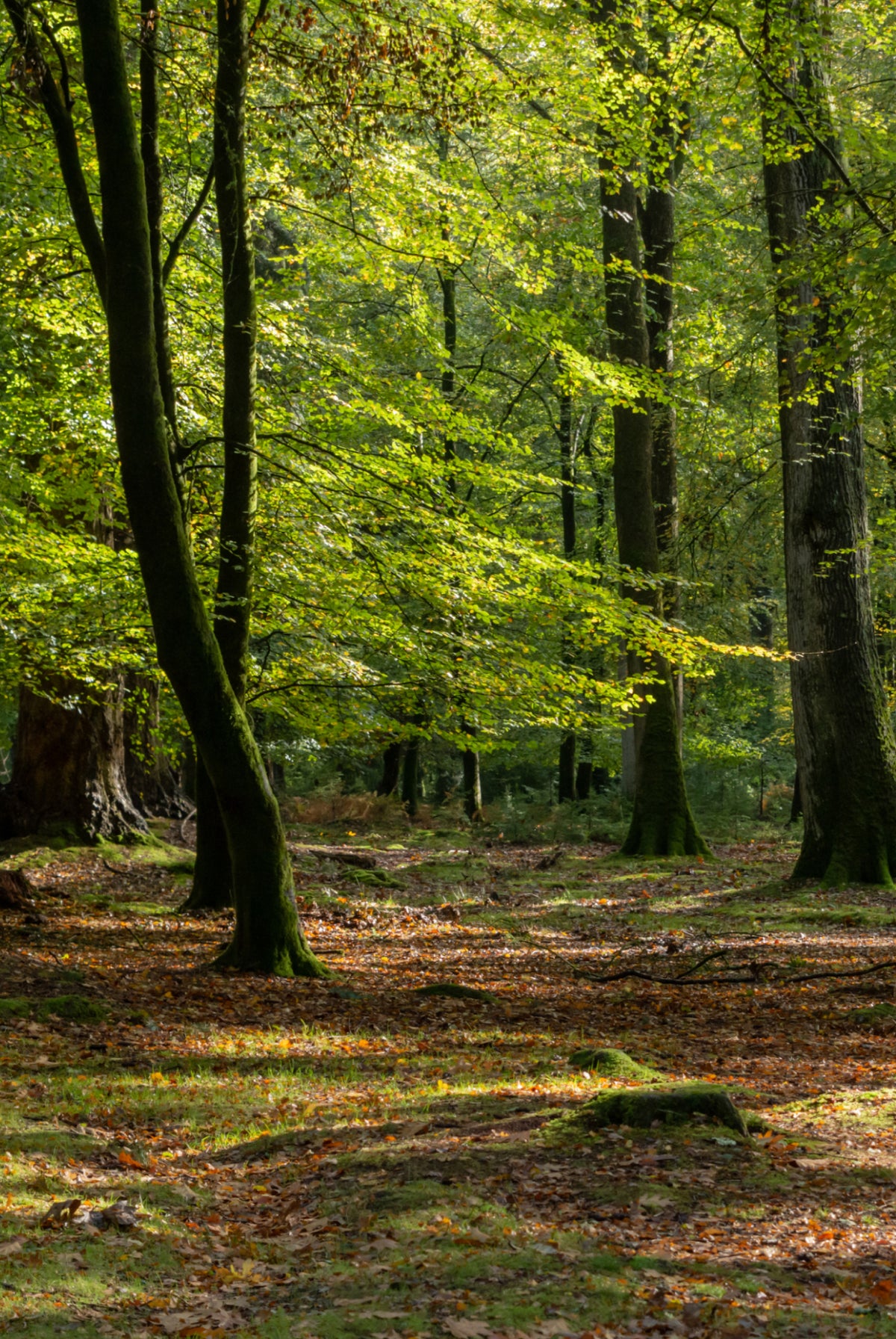 Wood-Derived Fabric Policy