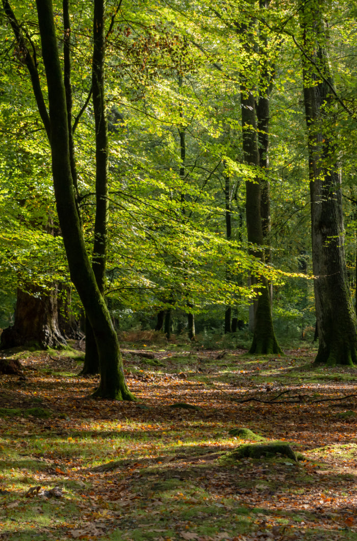 Wood-Derived Fabric Policy